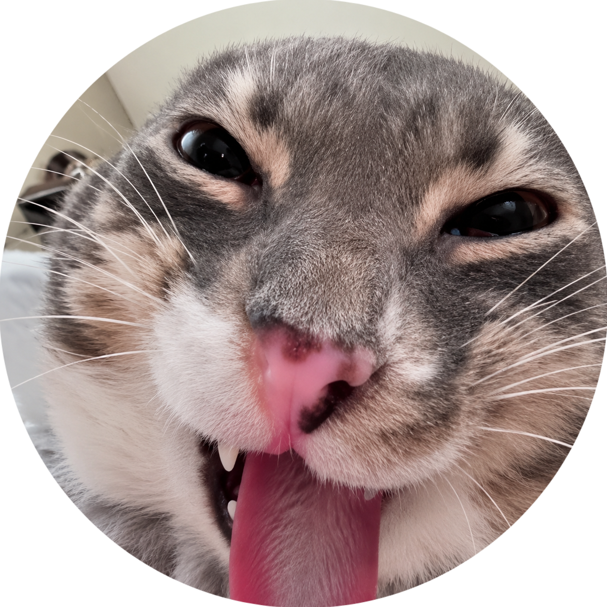 BuddyPaws Offer